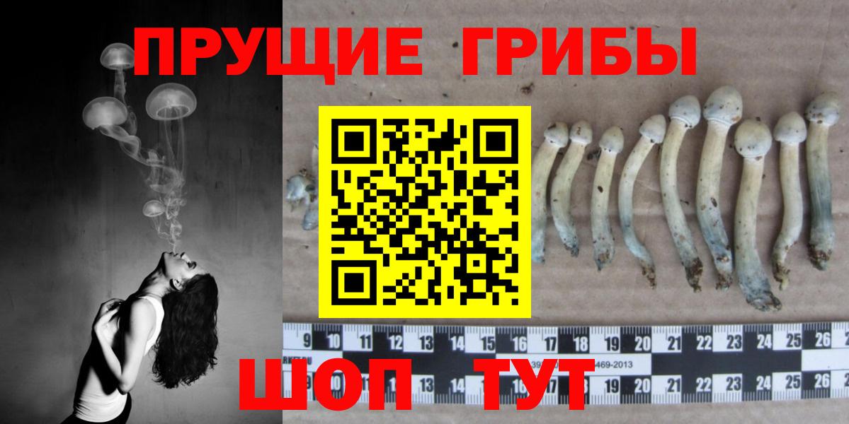 Лесосибирск  Галлюциногенные грибы Cubensis  Вход с VPN 